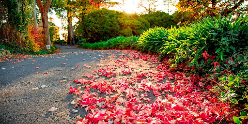 Autumn leaves on a path leading away from the viewer