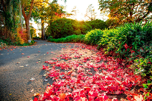 Autumn leaves on a path leading away from the viewer